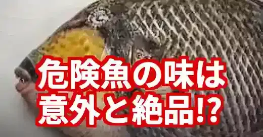 【実食】ゴマモンガラの味は？危険だけど美味い？刺身・調理法