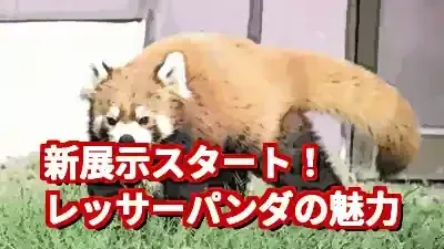 アドベンチャーワールドのレッサーパンダ新展示！魅力と個体紹介 (関連: エンタメ, イベント, アドベンチャーワールド, レッサーパンダ, 動物園)