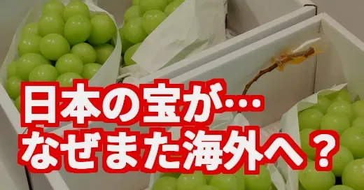 え、また流出？シャインマスカット栽培権を農水省が供与検討で大炎上