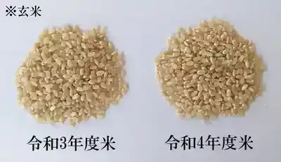 古古古米は本当にまずい？その理由と美味しく食べる秘訣とは？