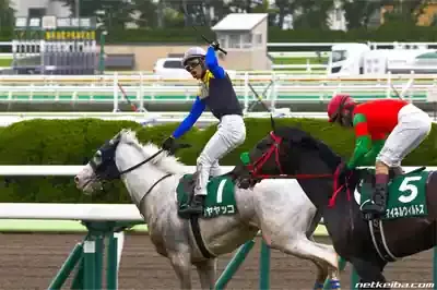 ハヤヤッコの怪我と復活の期待！白毛のアイドル競走馬の現在は？