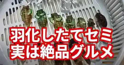 【実食】羽化したてセミは本当に美味しい？捕獲から調理法まで徹底解説