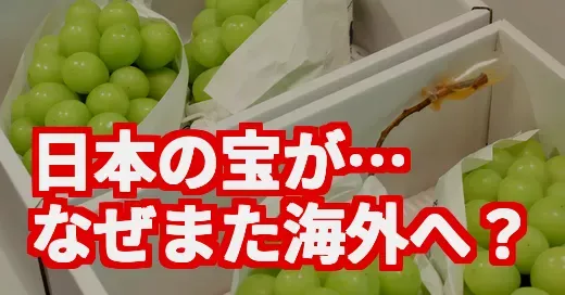 え、また流出？シャインマスカット栽培権を農水省が供与検討で大炎上